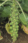 Brussels Sprouts ~ Neptuno F1 (Week 18)